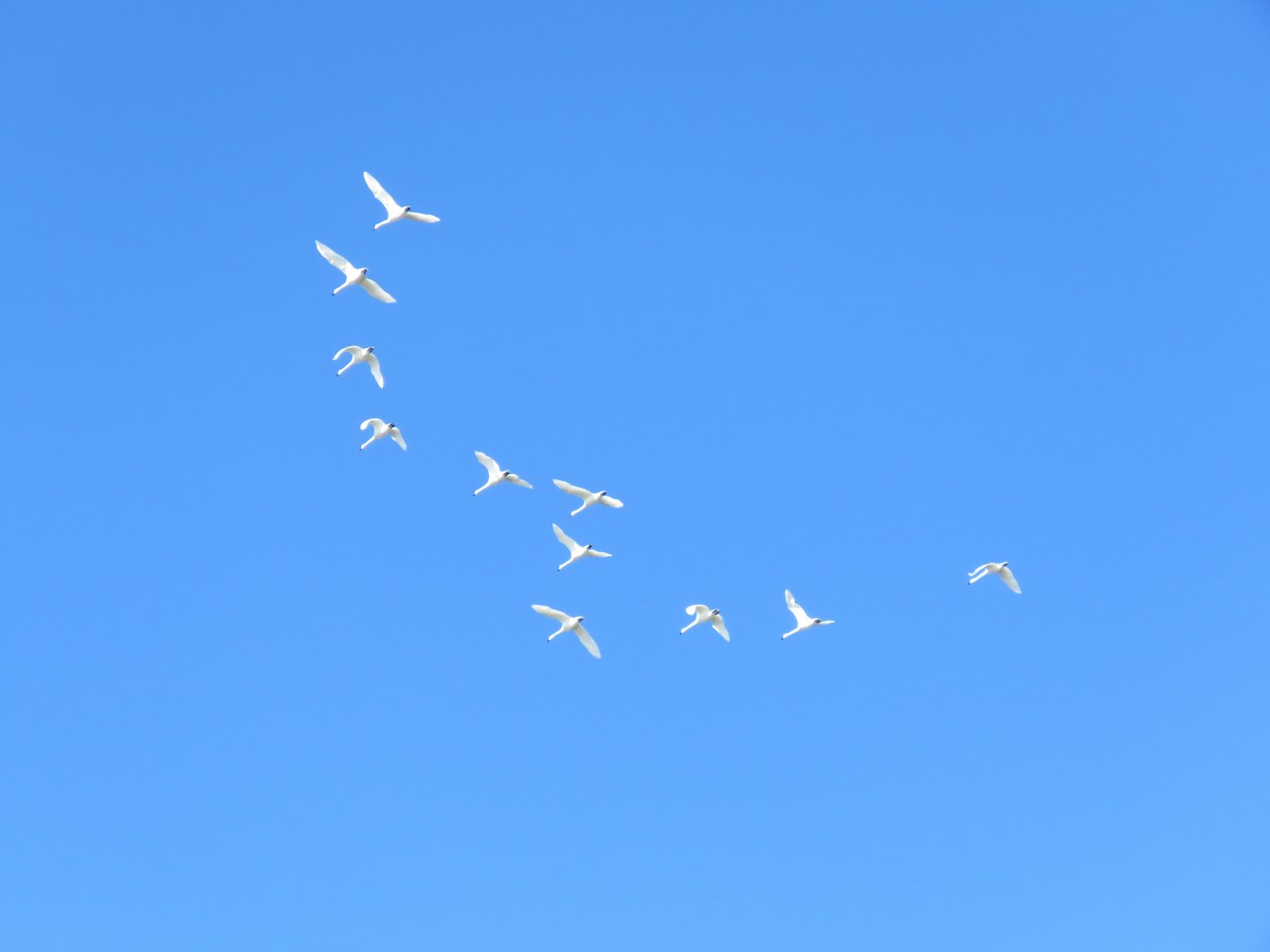 Tundra Swan - ML123637461