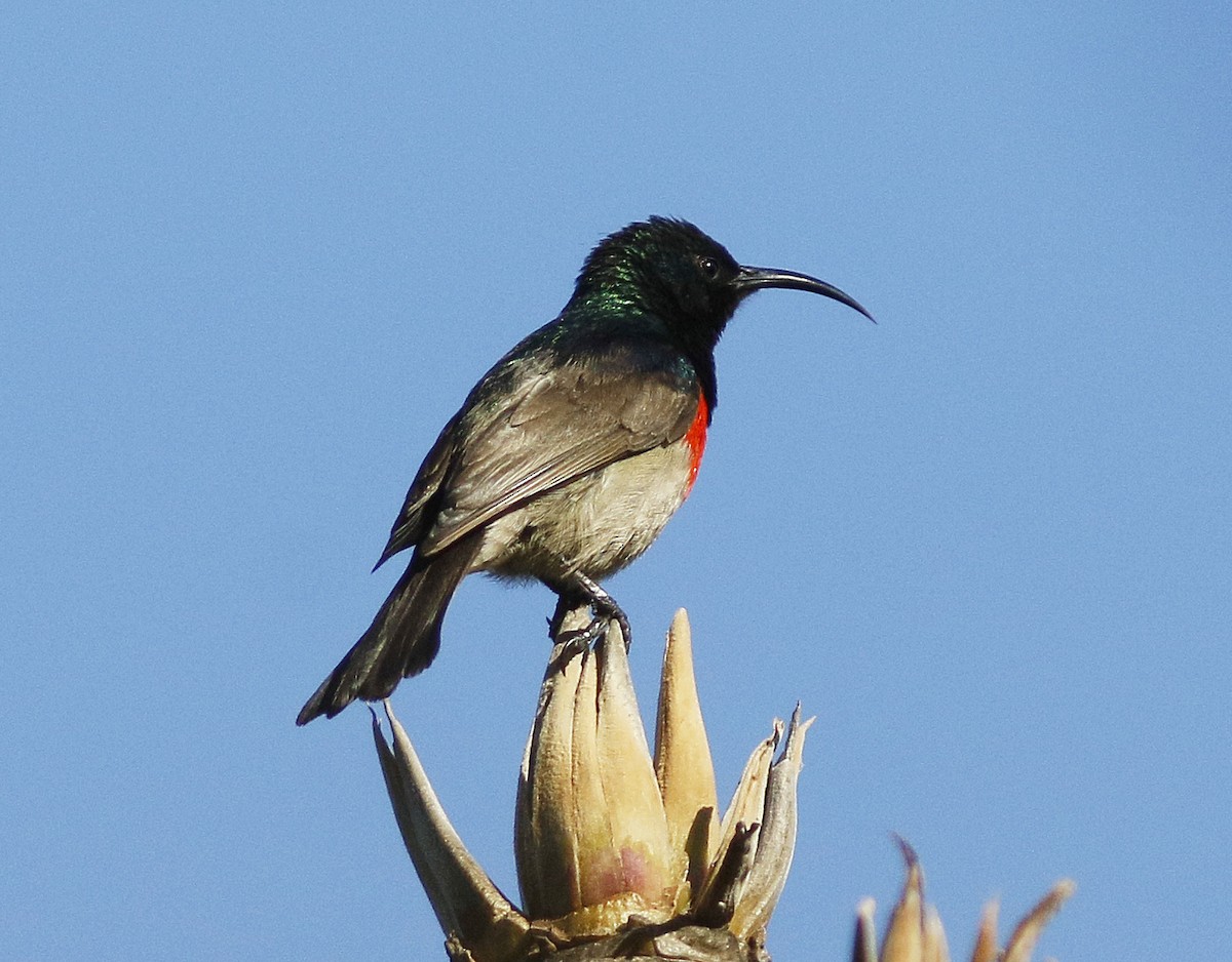 Southern Double-collared Sunbird - ML123638641