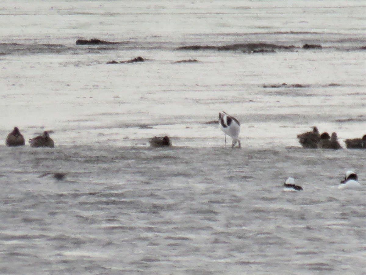 Avocette d'Amérique - ML123639071