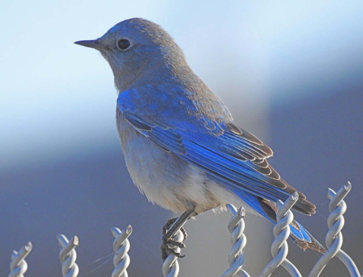 Mountain Bluebird - ML123639271