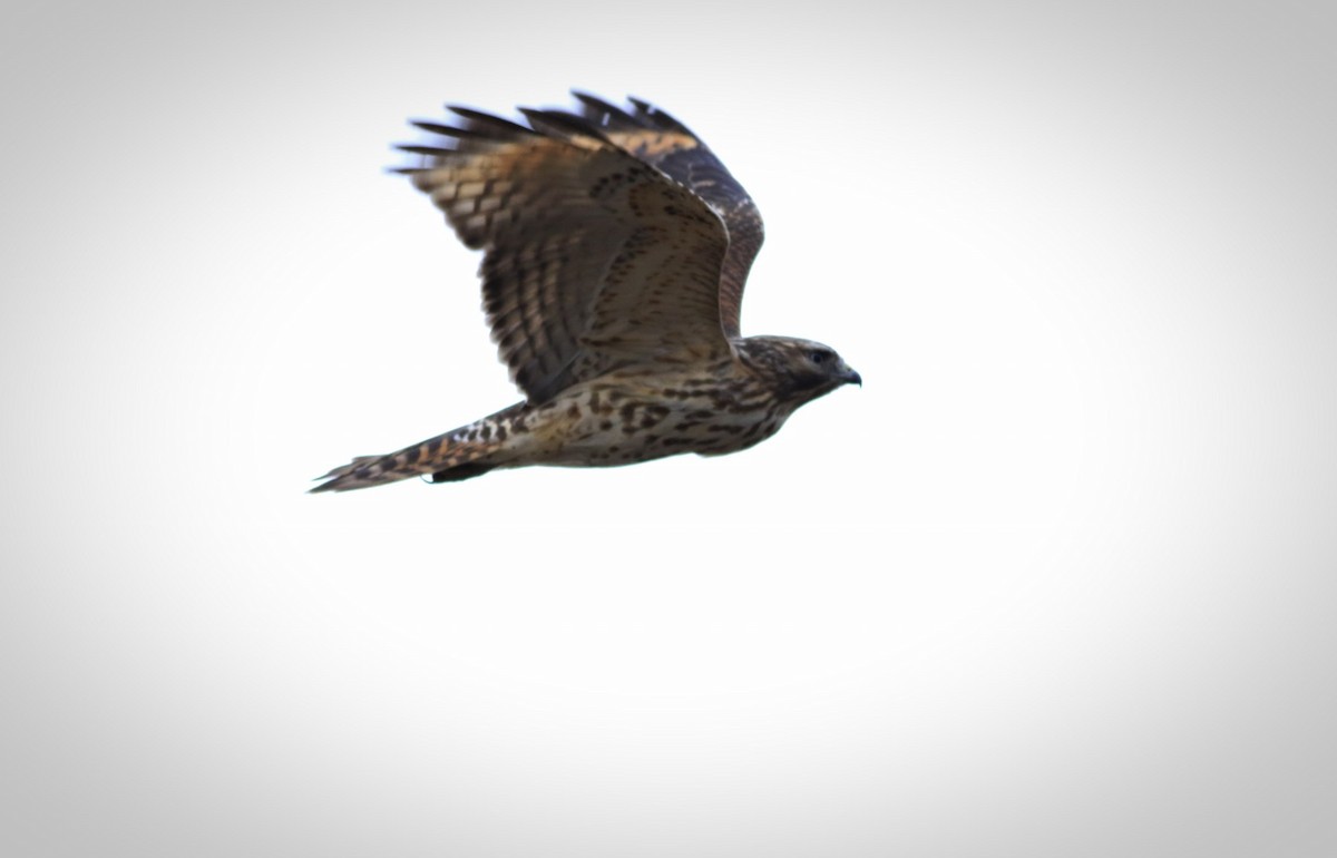 Red-shouldered Hawk - ML123639491