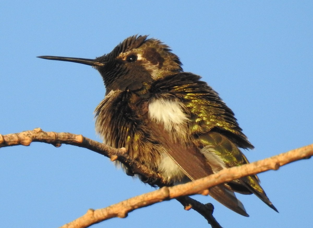 Anna's Hummingbird - ML123639821