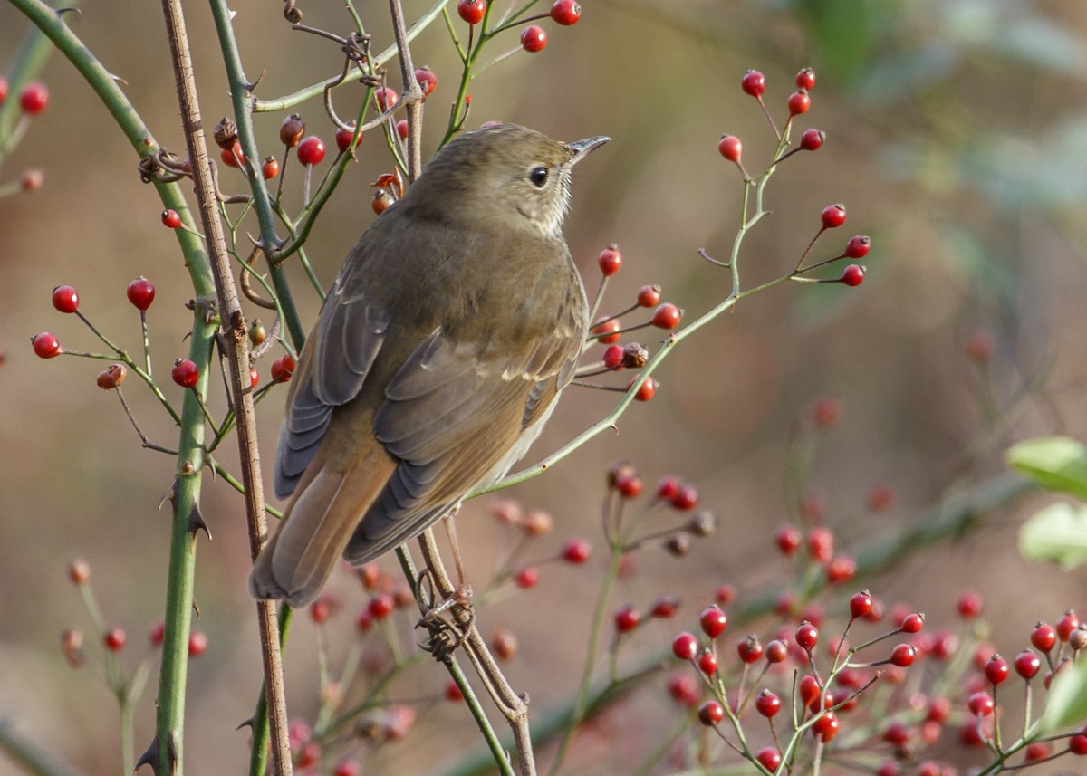 Hermit Thrush - ML123640821