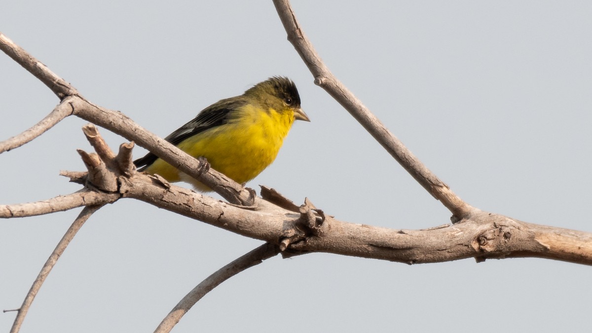 Lesser Goldfinch - Dan Hackley