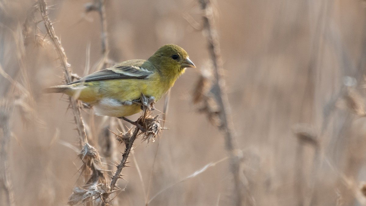 Lesser Goldfinch - ML123641531