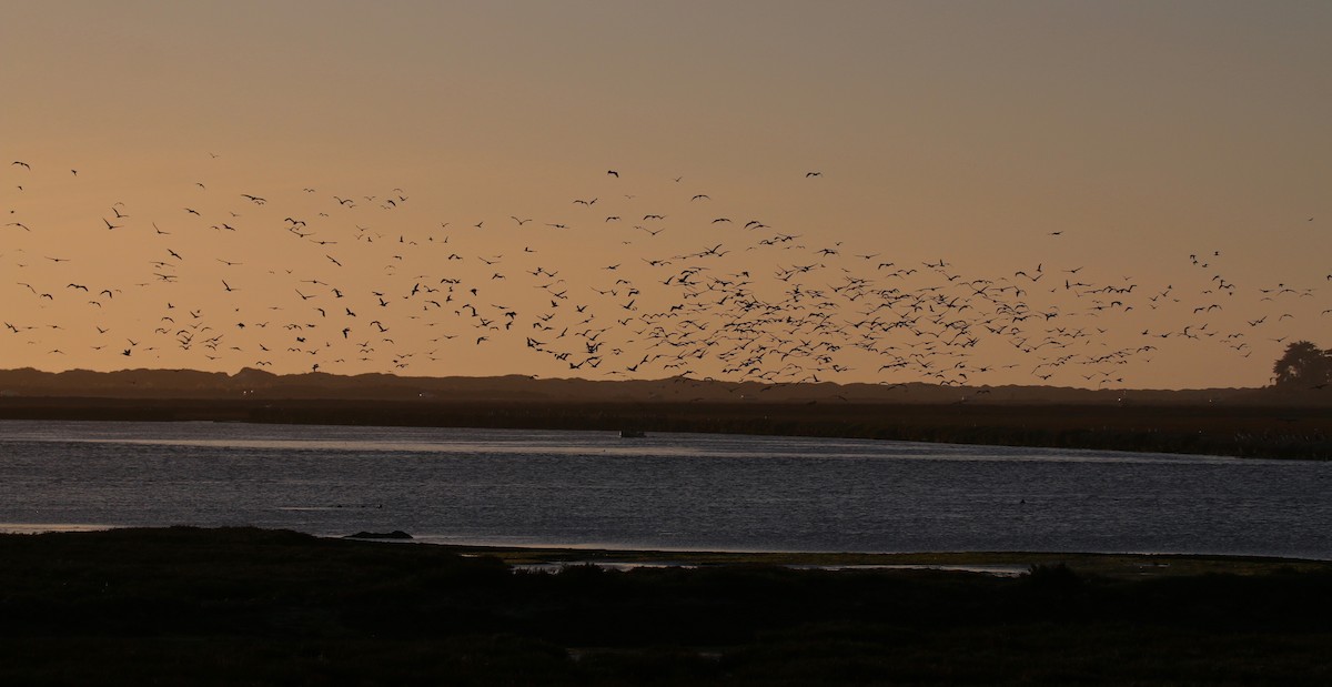 Brown Pelican - ML123642501