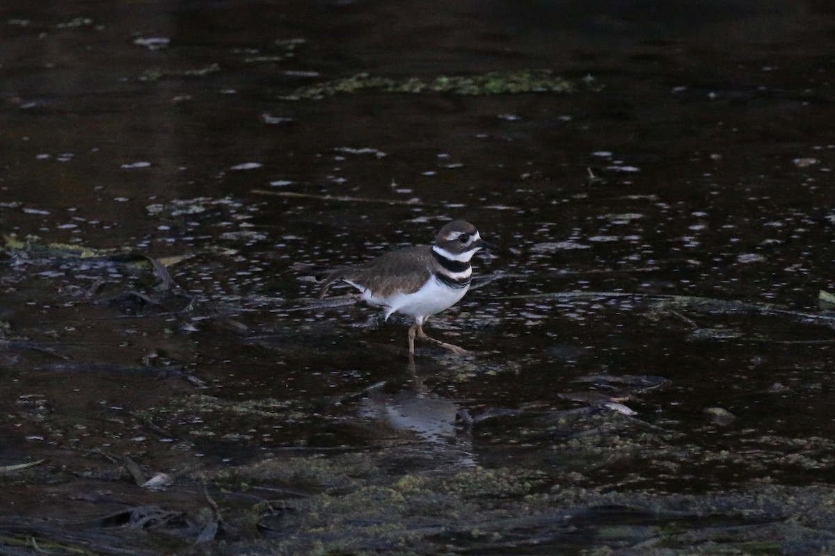 Killdeer - ML123642531