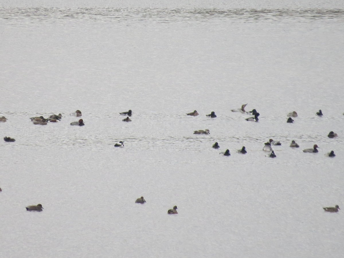 Northern Shoveler - ML123643391
