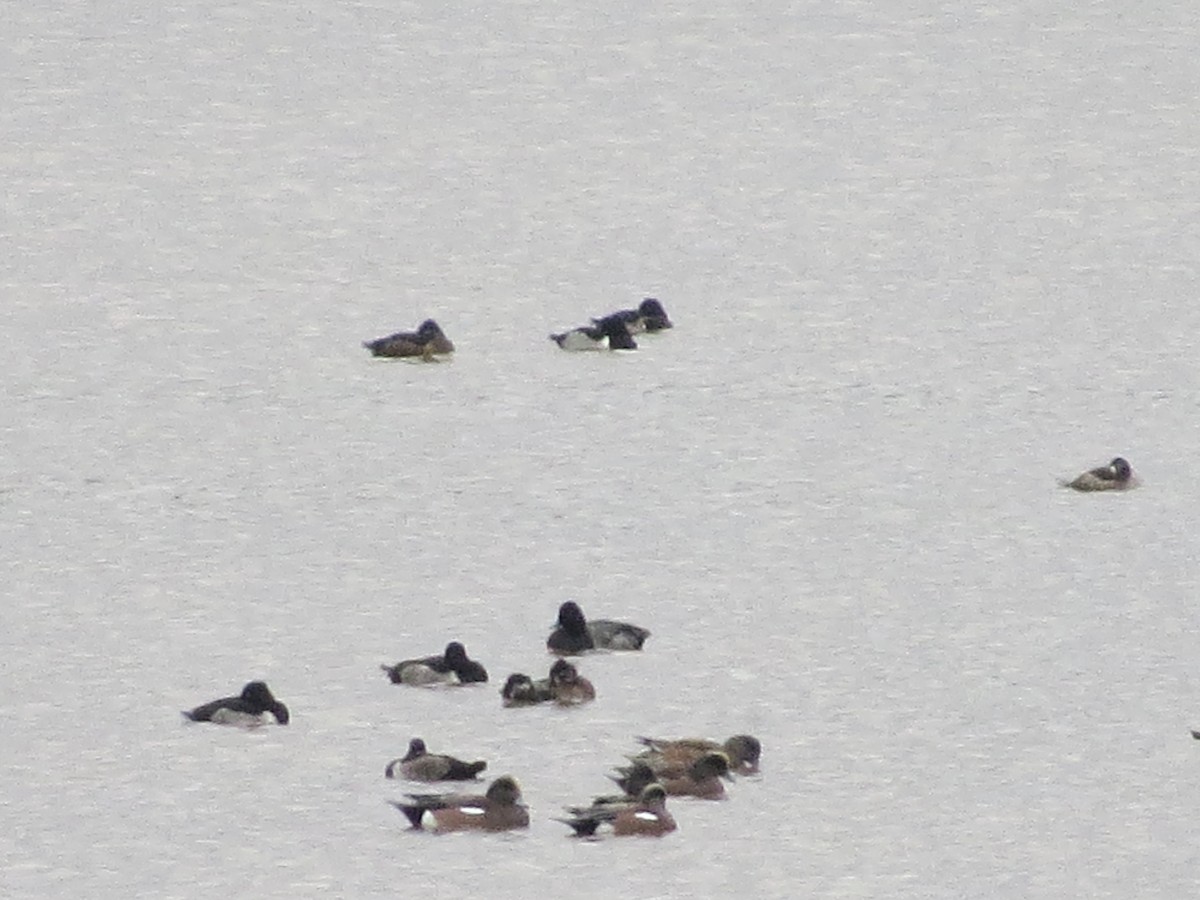 American Wigeon - ML123643491