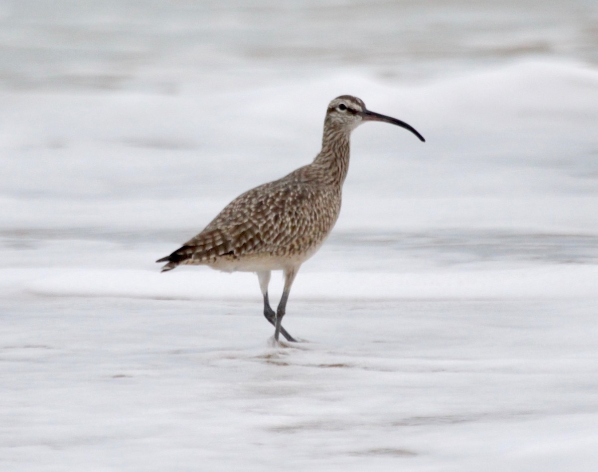 Whimbrel - ML123643651