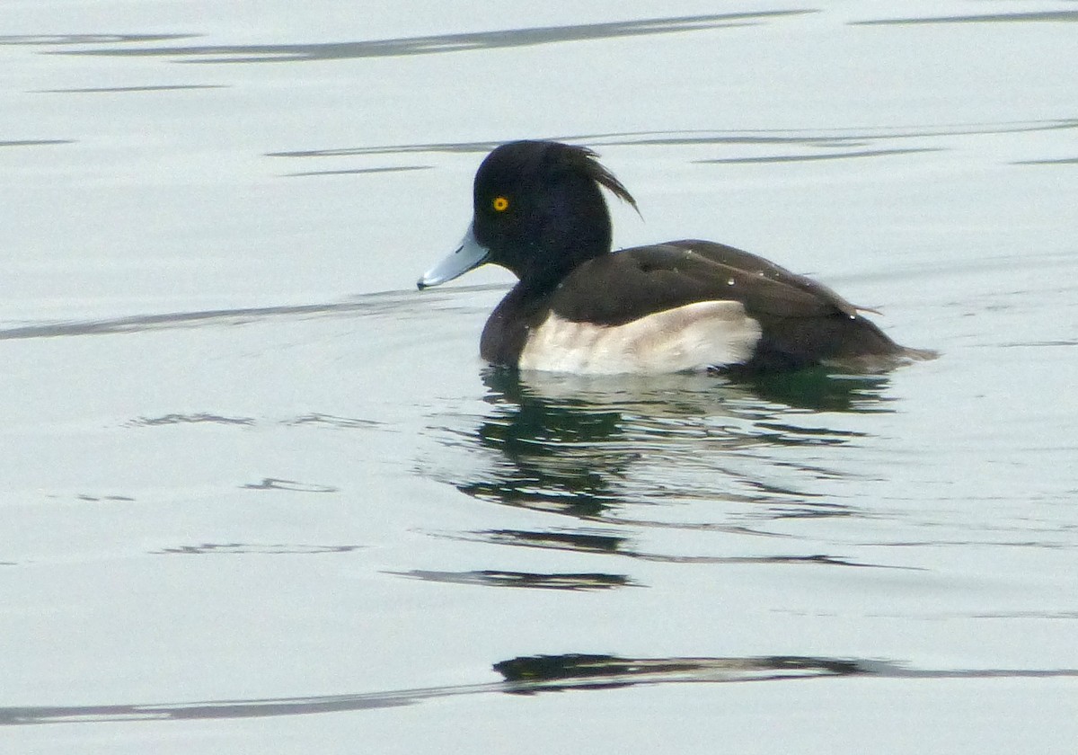 Tufted Duck - John Gluth