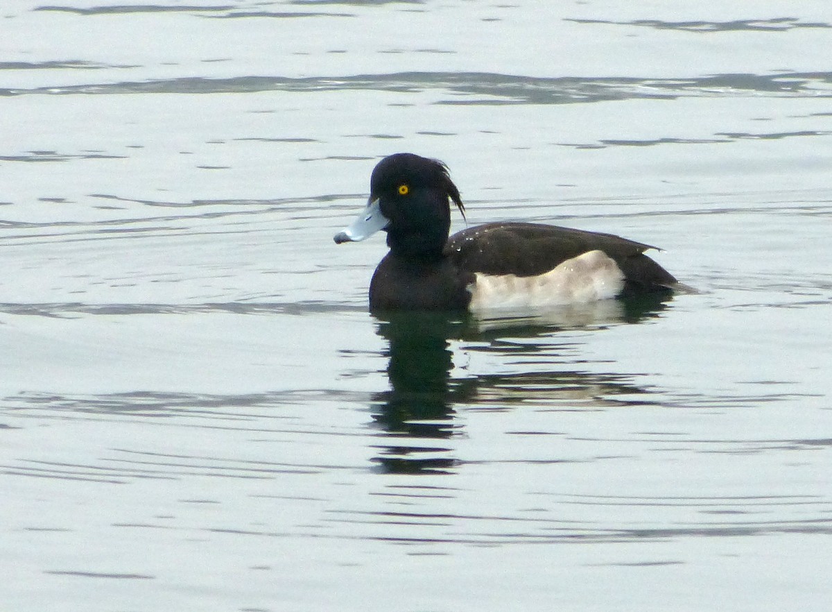 Tufted Duck - John Gluth