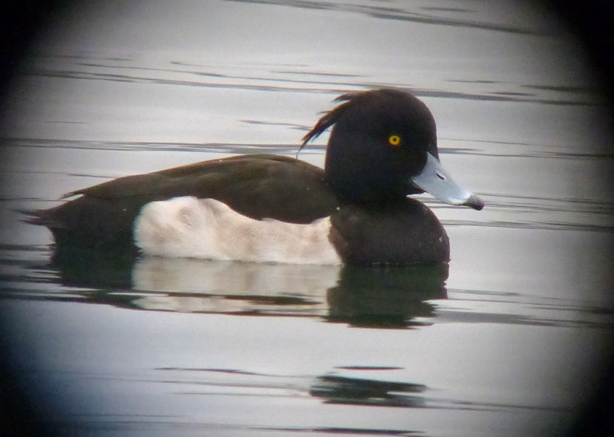 Tufted Duck - John Gluth