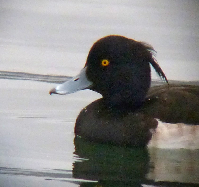 Tufted Duck - John Gluth