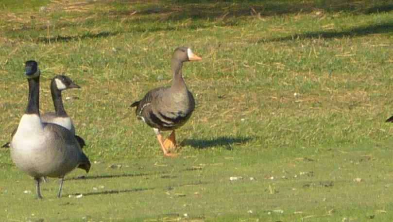 Greater White-fronted Goose - ML123645341
