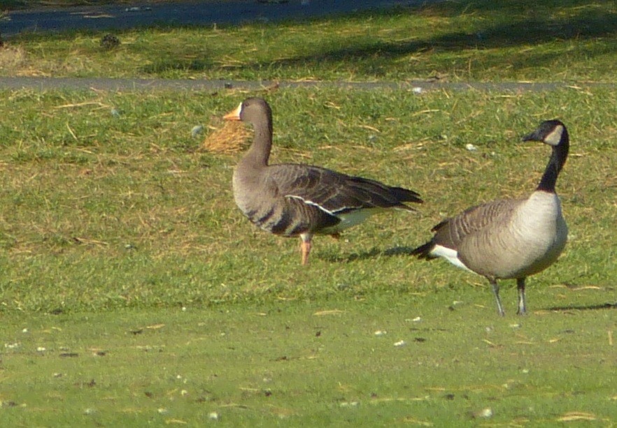 Greater White-fronted Goose - ML123645351