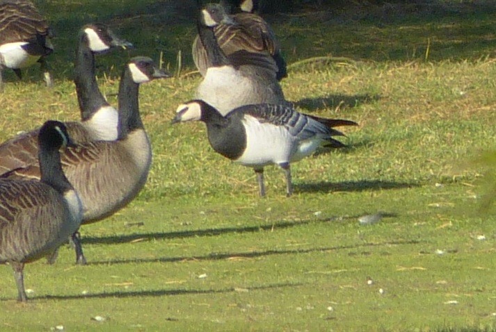 Barnacle Goose - ML123645401
