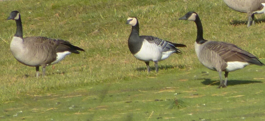 Barnacle Goose - ML123645411