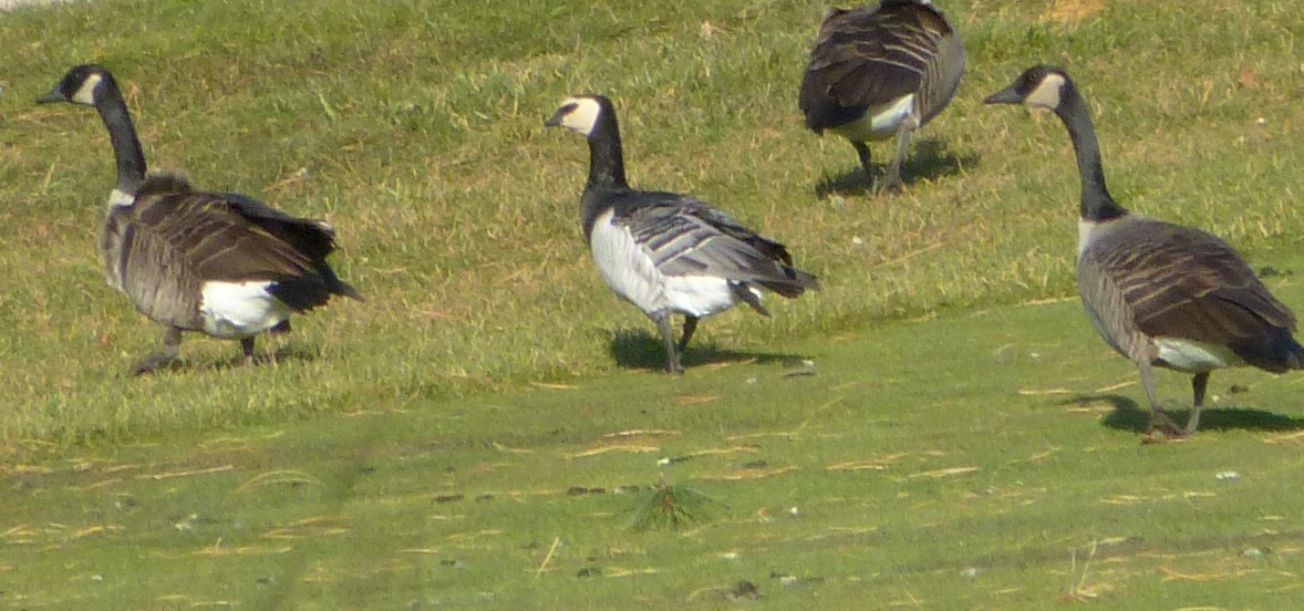 Barnacle Goose - ML123645421