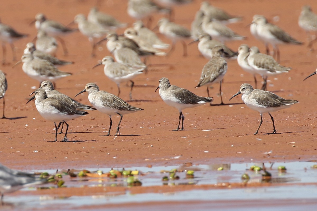 Curlew Sandpiper - Charley Hesse TROPICAL BIRDING