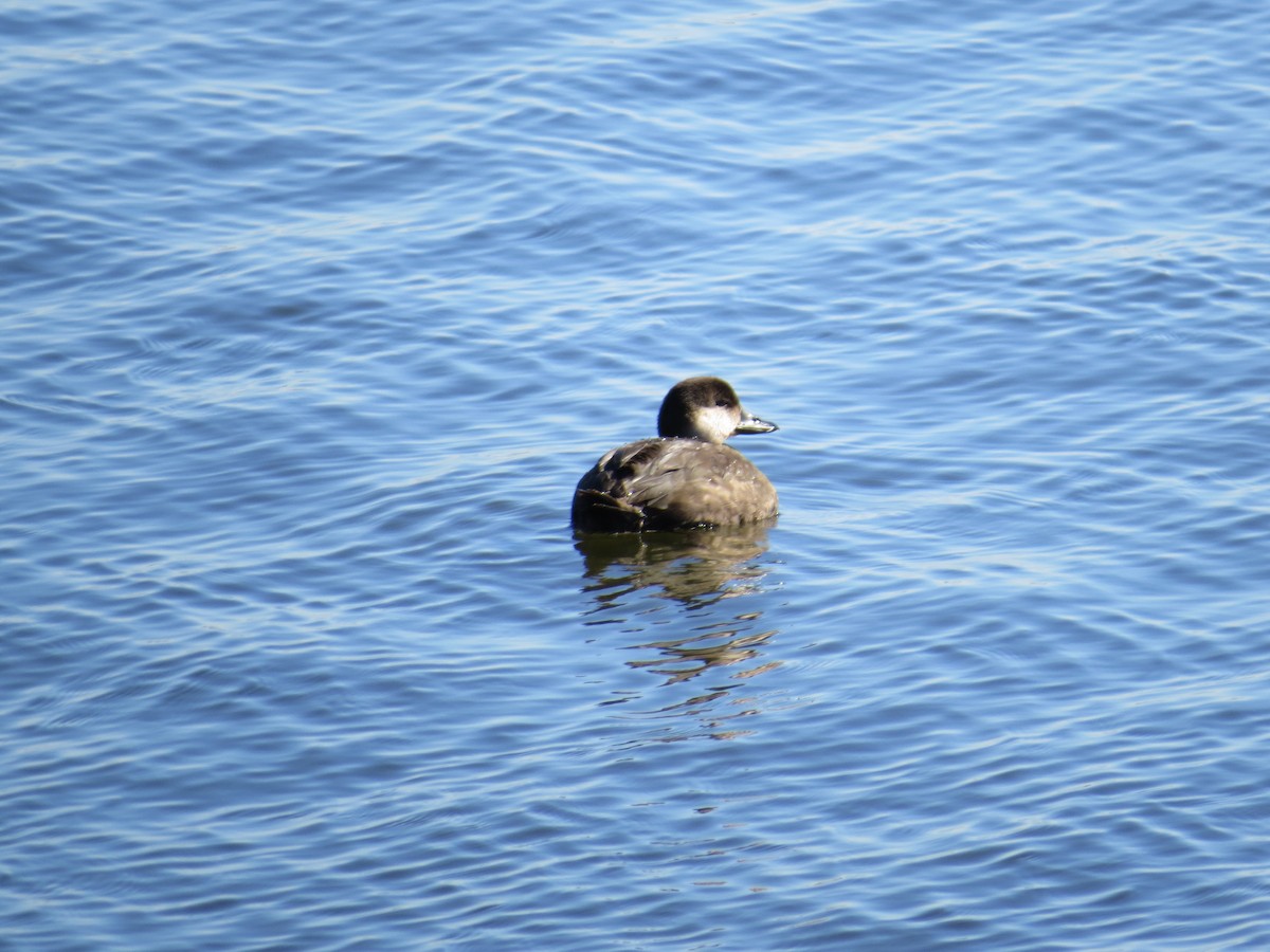 Black Scoter - ML123645831