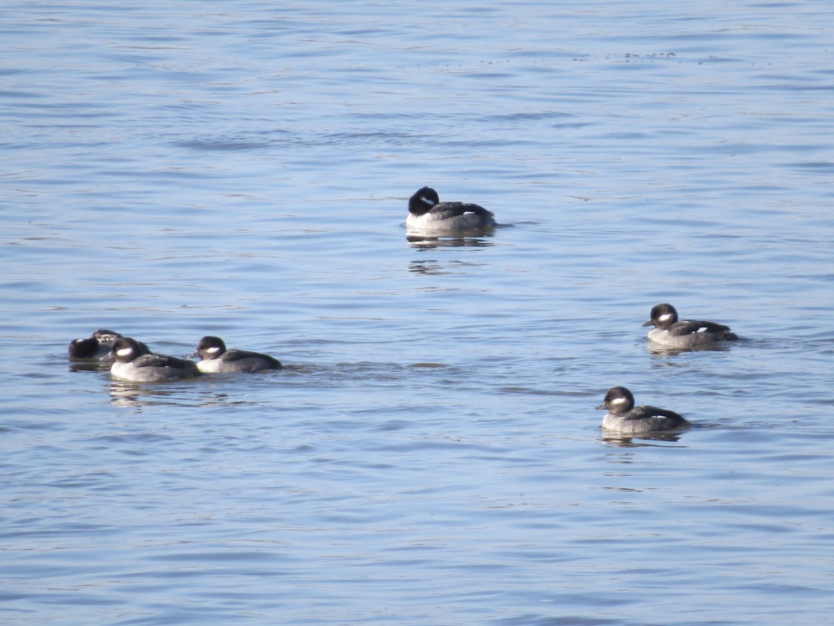 Bufflehead - Ross Mueller