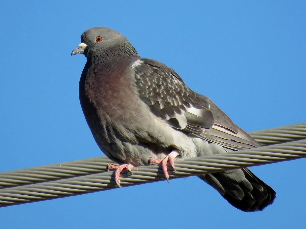 Rock Pigeon (Feral Pigeon) - Ed Dunn