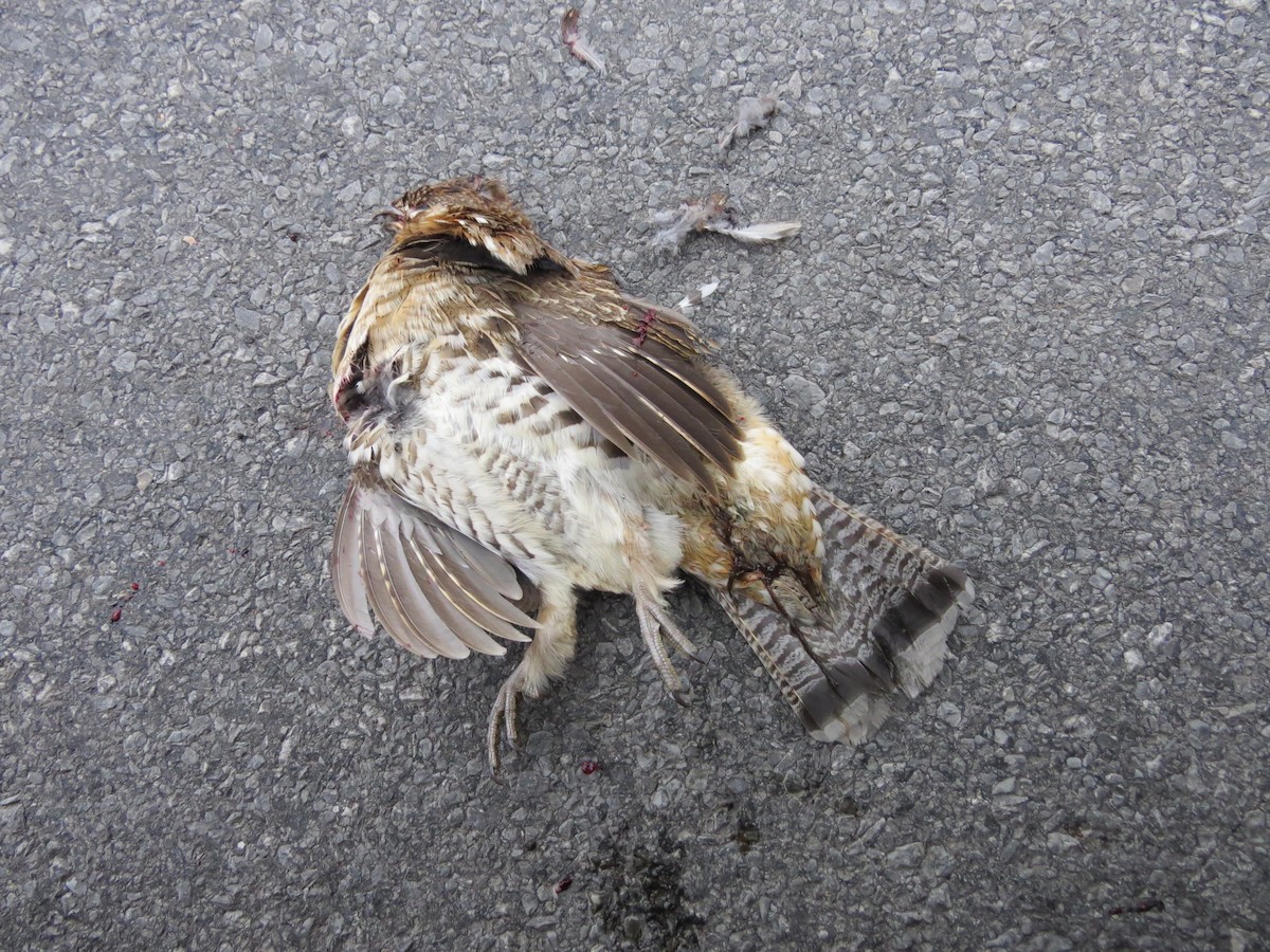 Ruffed Grouse - ML123653721