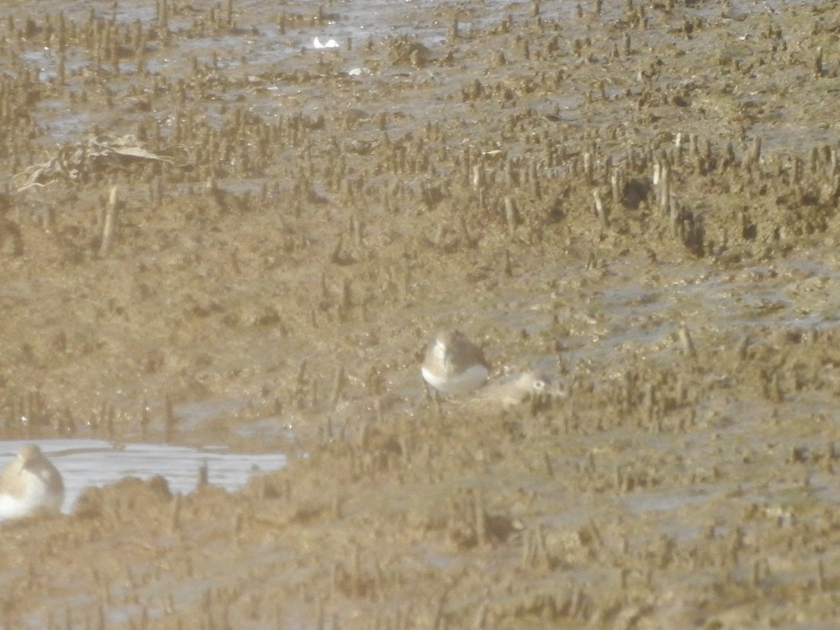 Green Sandpiper - ML123657091