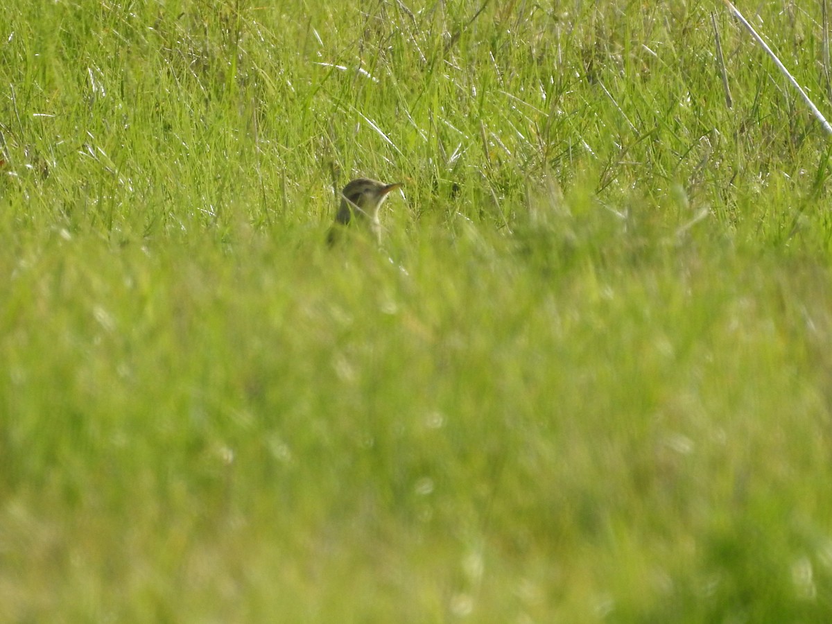 Richard's Pipit - ML123657361