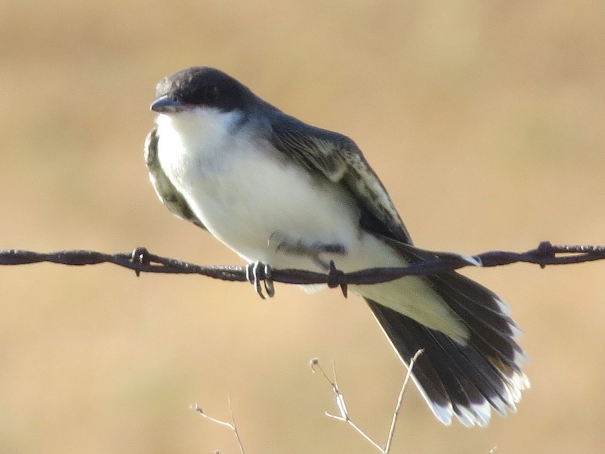 Eastern Kingbird - ML123659081