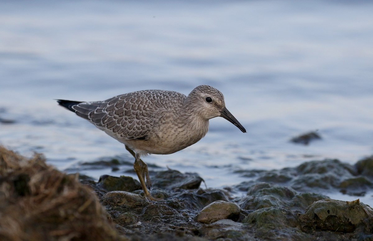 Red Knot - Jay McGowan