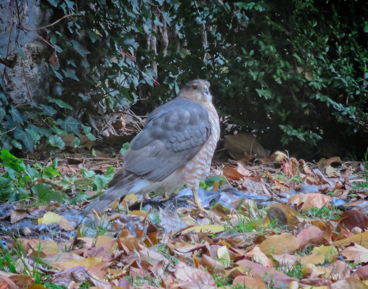 Cooper's Hawk - ML123661301