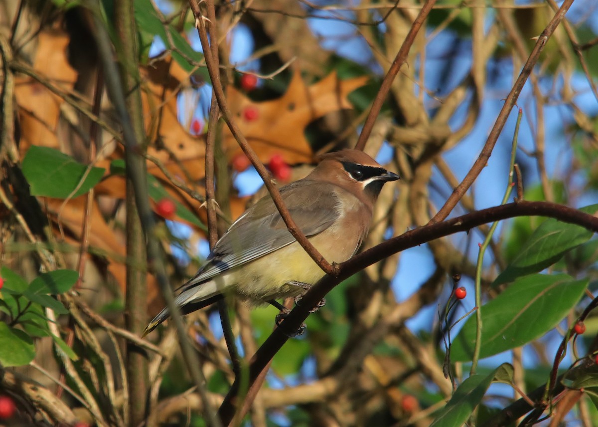 Cedar Waxwing - Mark Gallagher