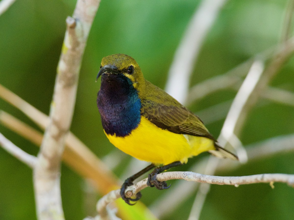 Sahul Sunbird - ML123662141