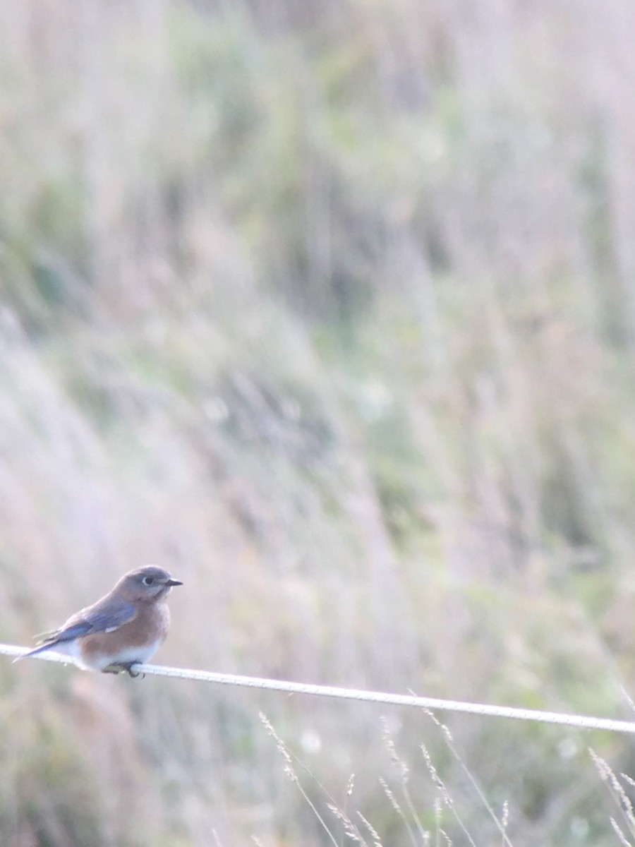 Eastern Bluebird - ML123662641