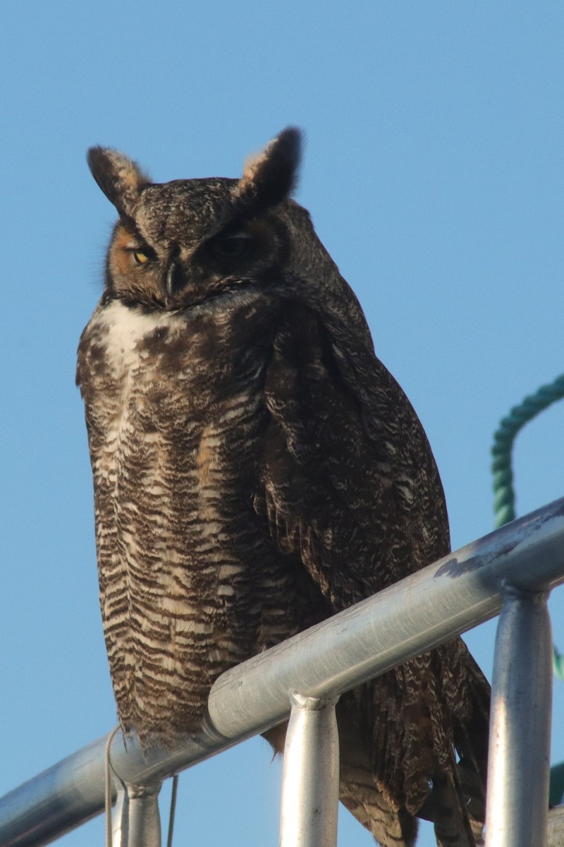Great Horned Owl - ML123666311