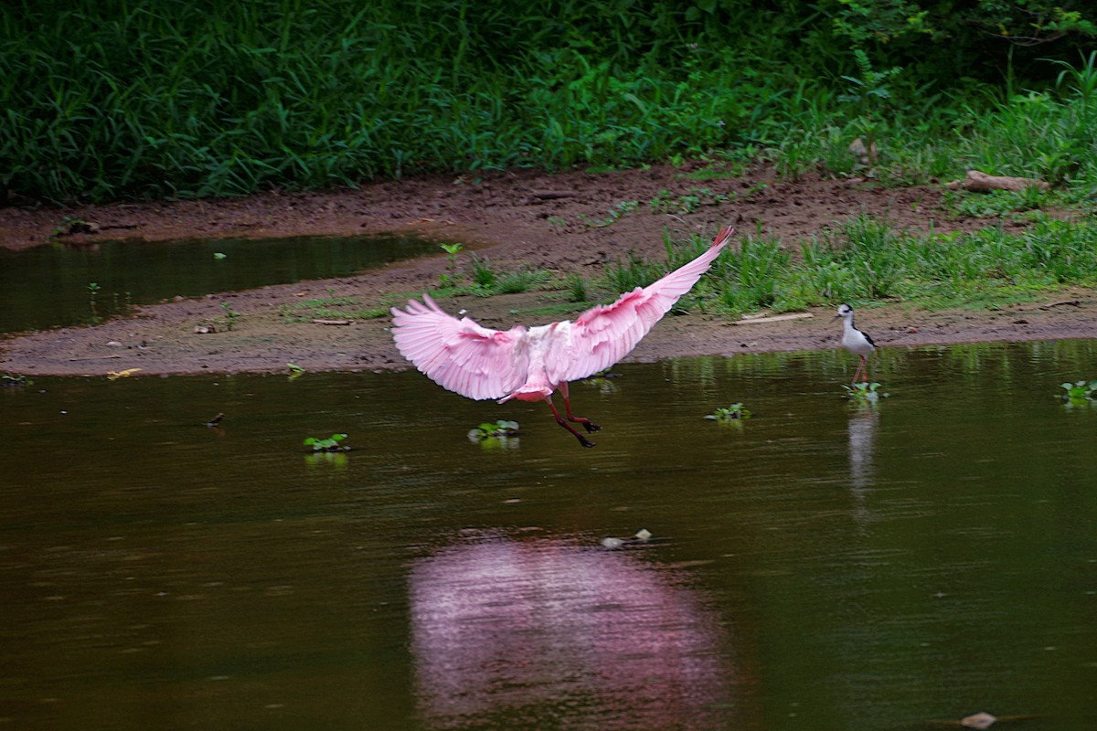 Roseate Spoonbill - ML123666651