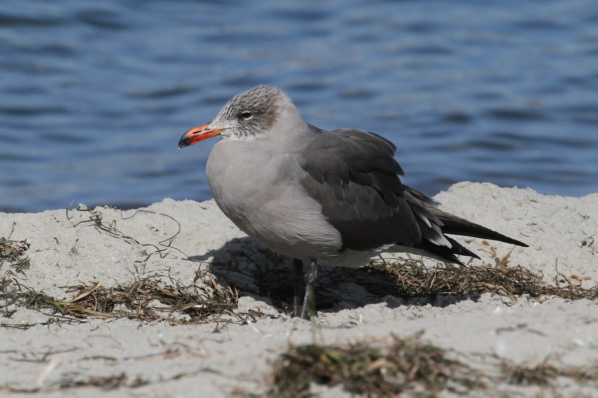 Heermann's Gull - Bill Tweet