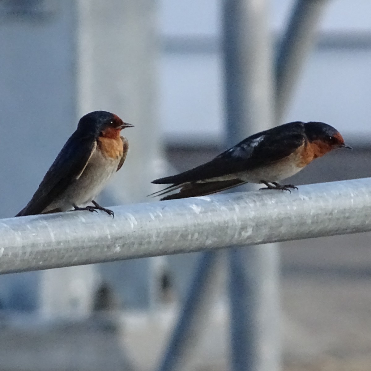 Welcome Swallow - ML123667091