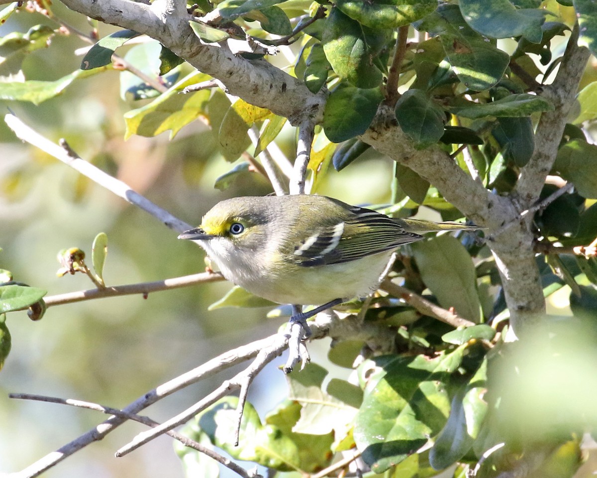 Weißaugenvireo - ML123668901