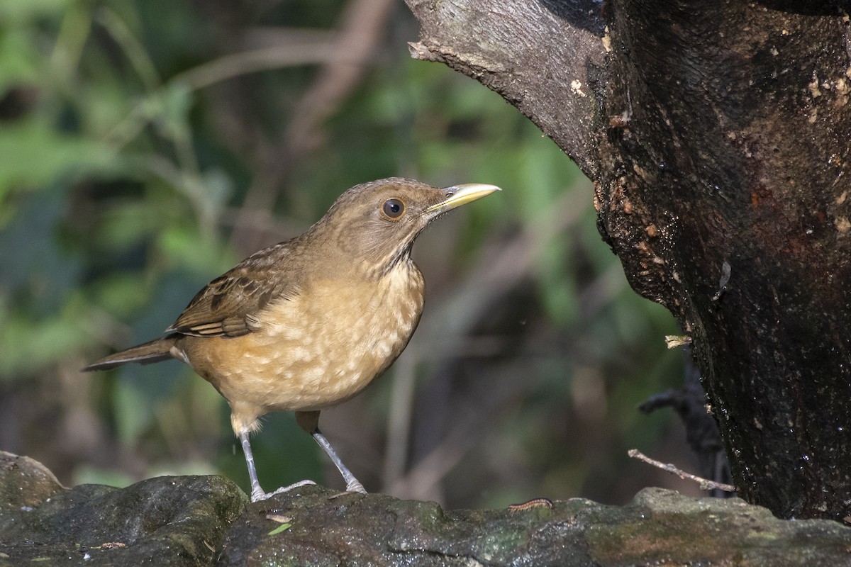 Clay-colored Thrush - ML123669341