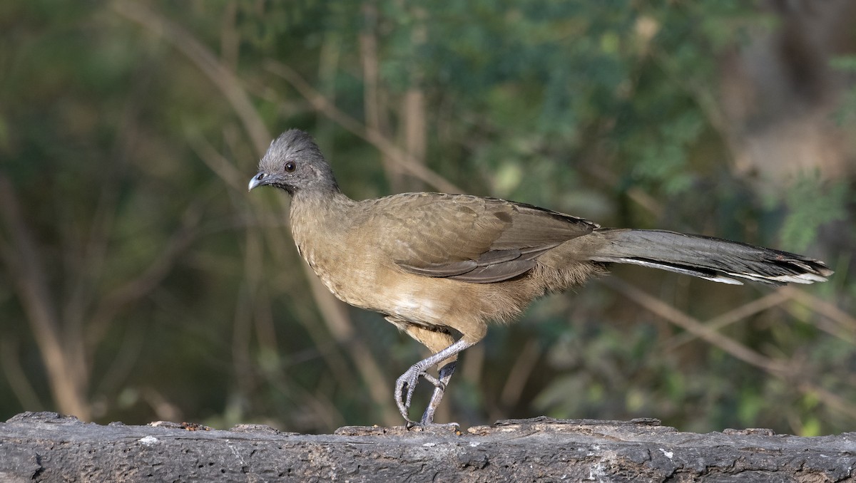 Plain Chachalaca - Bryan Calk