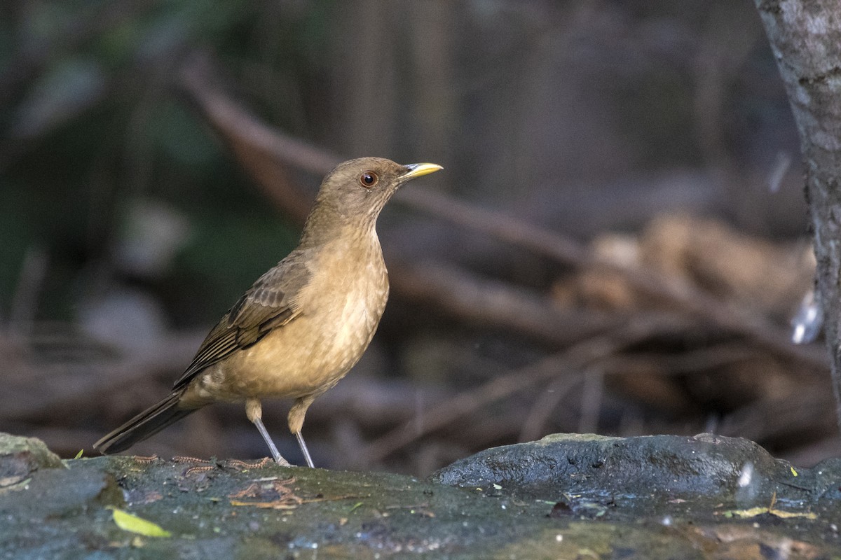 Clay-colored Thrush - ML123669581