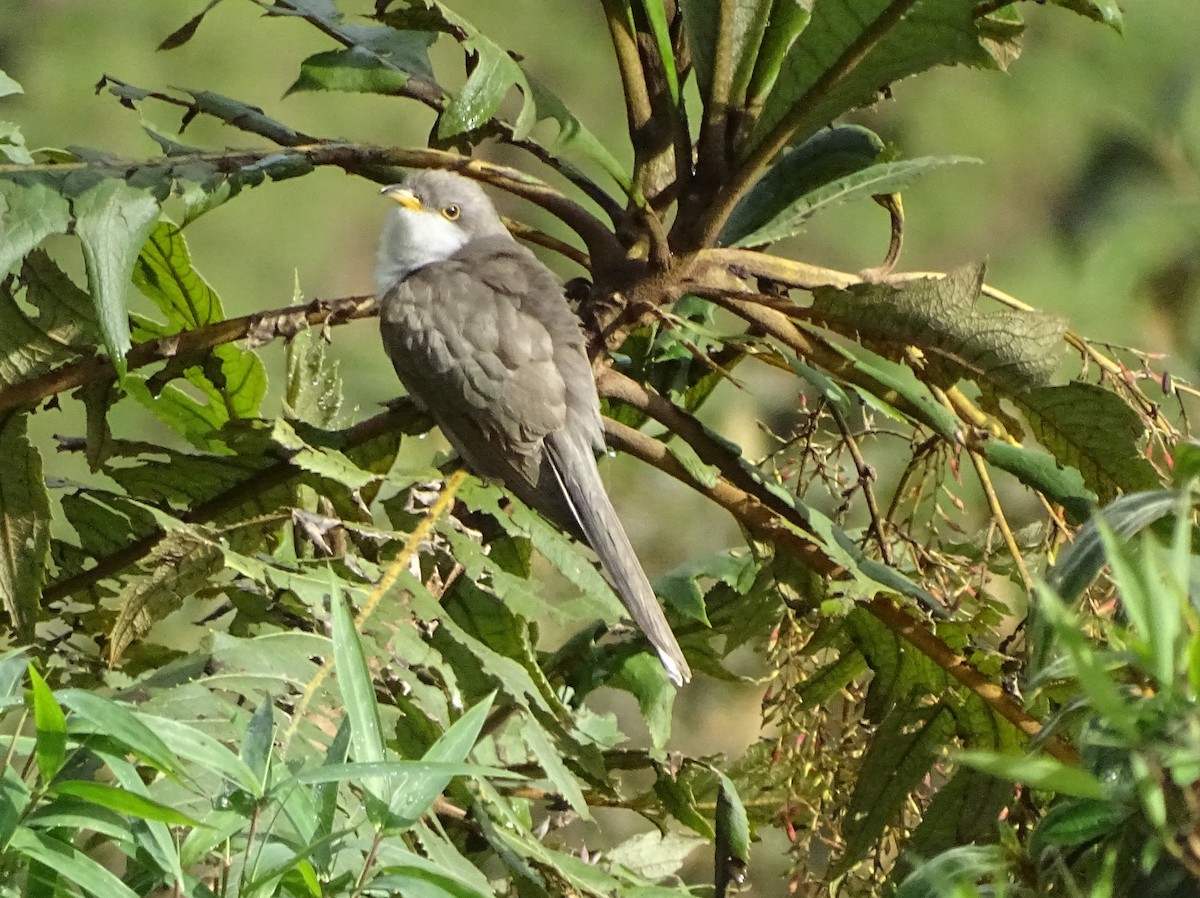 Yellow-billed Cuckoo - Julio Acosta @ElSalvadorBirds