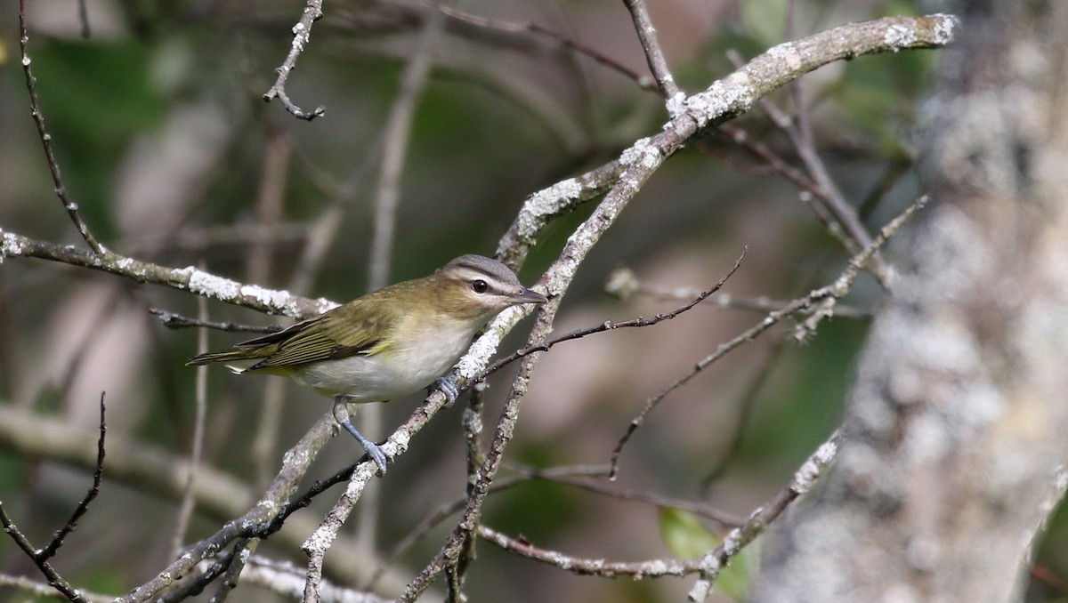 rødøyevireo - ML123671321