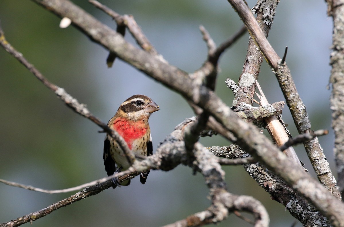 Rose-breasted Grosbeak - ML123671411