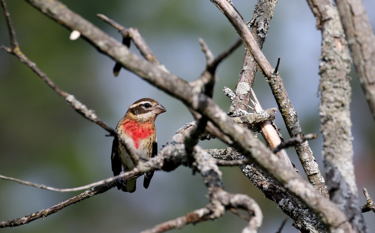 Rose-breasted Grosbeak - ML123671441