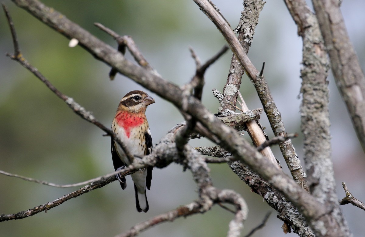 Cardinal à poitrine rose - ML123671471