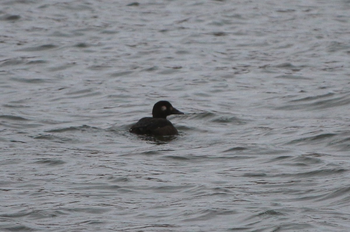 White-winged Scoter - ML123671501